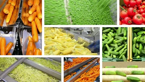 Vegetable processing in food industry, multi screen Stock Footage 163218889