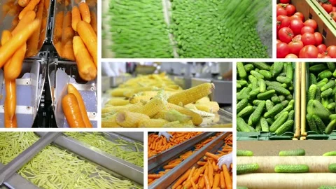 Vegetable processing in food industry, multi screen Stock Footage 163218905