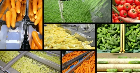 Vegetable processing in food industry, multi screen Stock Footage 163219452