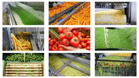 Vegetable processing in food industry, multi screen Stock Footage 163245556