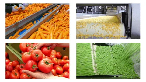 Vegetable processing in food industry, multi screen Stock Footage 163361016
