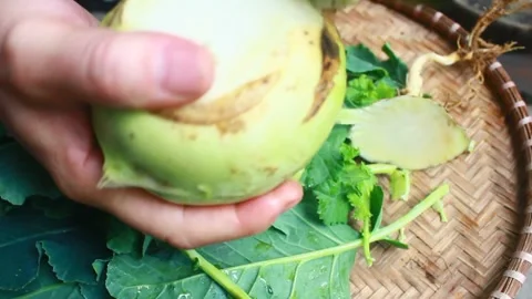 Vegetable processing Stock Footage 302159703