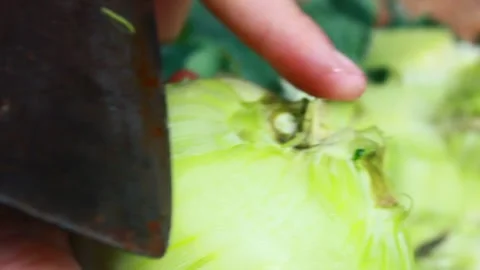 Vegetable processing Stock Footage 302159713