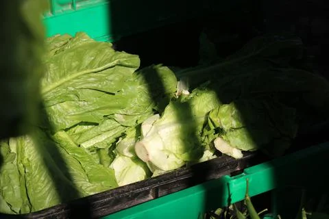 Vegetable produce 16 Stock Photos