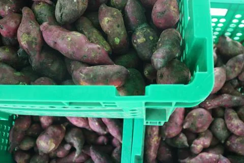 Vegetable produce 17 Stock Photos