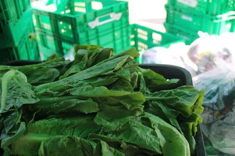 Vegetable produce 18 Stock Photos