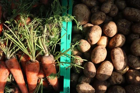 Vegetable produce 19 Stock Photos