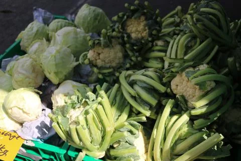 Vegetable produce 22 Stock Photos