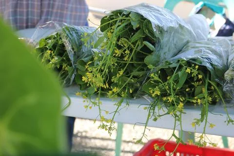 Vegetable produce 33 Stock Photos