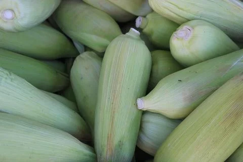 Vegetable produce 34 Stock Photos