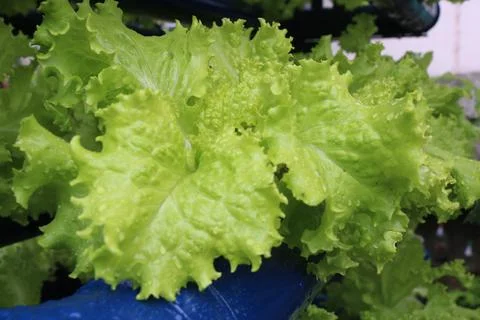 Vegetable produce 38 Stock Photos