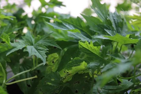 Vegetable produce 40 Stock Photos
