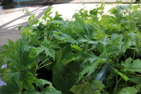 Vegetable produce 41 Stock Photos