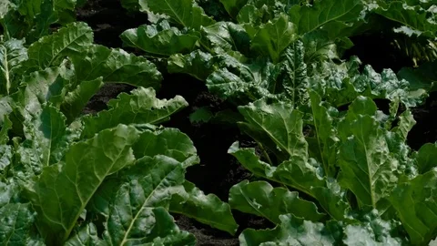Vegetable production. Close-up shot of growing sugar beet. Russia. 4K Stock Footage 77336817