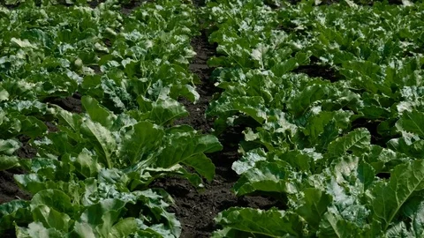 Vegetable production. Field of growing sugar beet. Russia. 4K Stock Footage 77301534