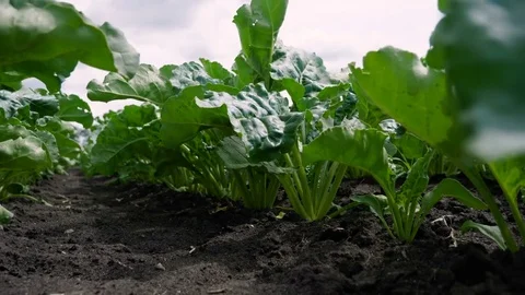 Vegetable production. Field of growing sugar beet. Russia. 4K Stock Footage 77301544