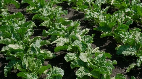 Vegetable production. Field of growing sugar beet. Russia. 4K 動画素材 77301772