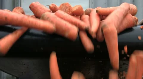 Vegetable Production Line 01 動画素材 12059107