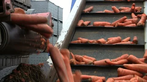 Vegetable Production Line 02 動画素材 12059541