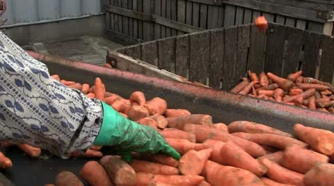 Vegetable Production Line  03 库存影片 12060150