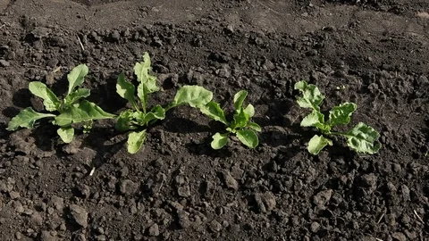 Vegetable production. Top view. Close-up shot of growing rows of sugar beet. HD 動画素材 85179549
