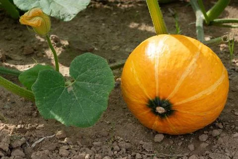 Vegetable, Pumpkin Green food, close up to an Uchiki Kuri pumpkin, ready t... Stock Photos