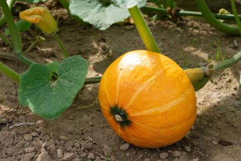 Vegetable, Pumpkin Foto stock