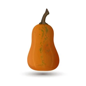 Vegetable pumpkin. Vector. Orange pumpkin silhouette on white background. Stock Illustration