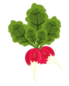 Vegetable radish Stock Illustration