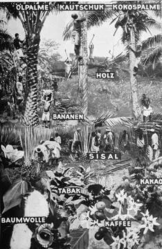 The vegetable raw materials of the German colonies oil palm rubber coconut palm Stock Illustration