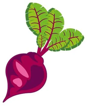 Vegetable red beet on white background is insulated Stock Illustration