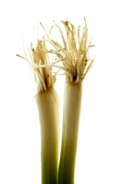 Vegetable root Stock Photos