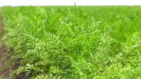 Vegetable rows. Growing vegetables. Landscape with agricultural land. Video stock 115115055