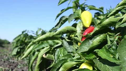 Vegetable rows of pepper grow in the field Видео 161419489