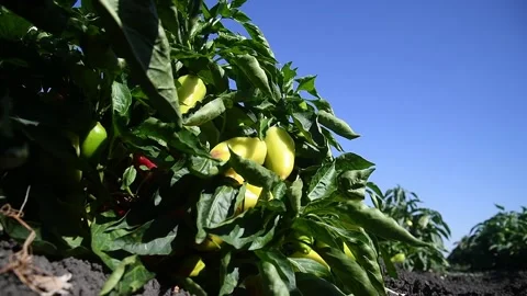 Vegetable rows of pepper grow in the field Видео 161420053