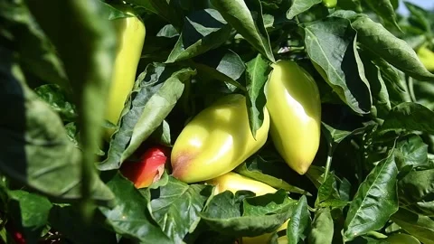 Vegetable rows of pepper grow in the field Видео 161420134