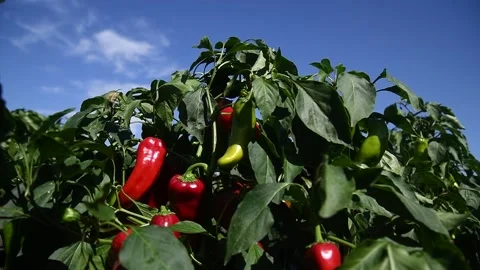 Vegetable rows of pepper grow in the field 스톡 동영상 161420480