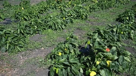 Vegetable rows of pepper grow in the field Видео 161420502