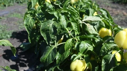 Vegetable rows of pepper grow in the field Видео 163809161