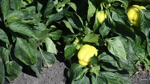 Vegetable rows of pepper grow in the field 스톡 동영상 163809332
