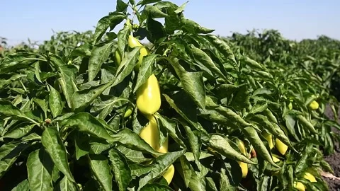 Vegetable rows of pepper grow in the field Видео 163809345