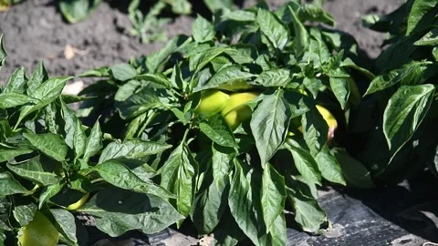 Vegetable rows of pepper grow in the field Stockbeeldmateriaal 163809455