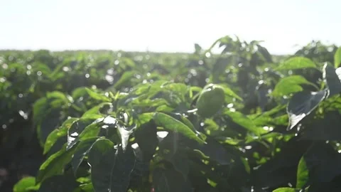 Vegetable rows of pepper grow in the field Vidéo 165561147