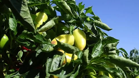 Vegetable rows of pepper grow in the field 库存影片 165561321