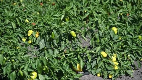 Vegetable rows of pepper grow in the field Stock-Footage 165561355
