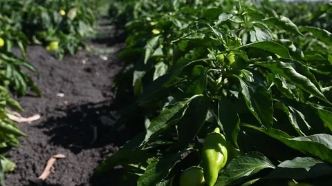 Vegetable rows of pepper grow in the field Vídeo Stock 196609023