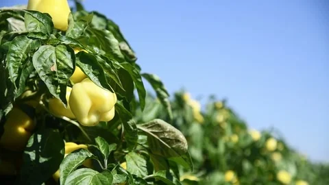 Vegetable rows of pepper grow in the field Видео 196609055