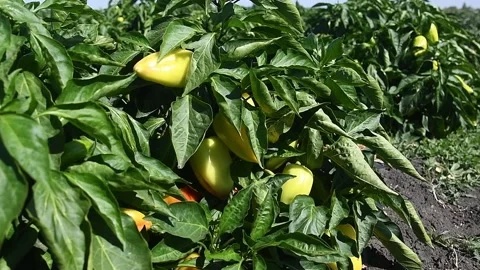 Vegetable rows of pepper grow in the field Видео 196609067