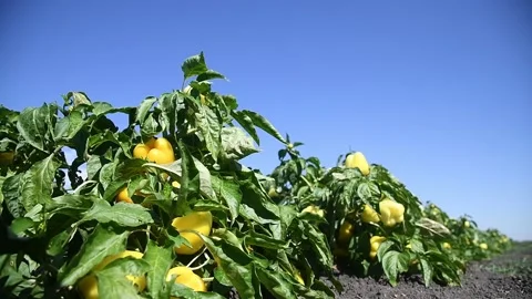 Vegetable rows of pepper grow in the field 库存影片 204154163