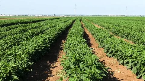 Vegetable rows of pepper grow in the field Stock Footage 222585396